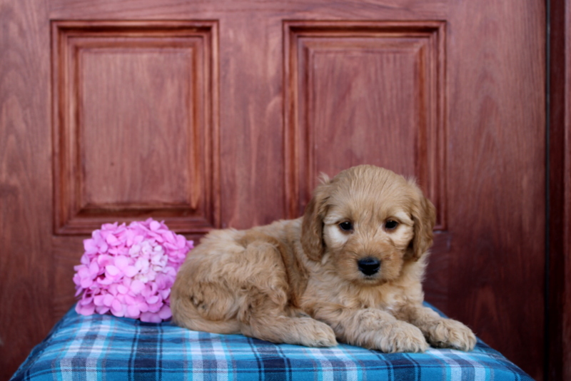 puppy, for, sale, Mini  Goldendoodle, Matthew B. Stoltzfus, dog, breeder, Gap, PA, dog-breeder, puppy-for-sale, forsale, nearby, find, puppyfind, locator, puppylocator, aca